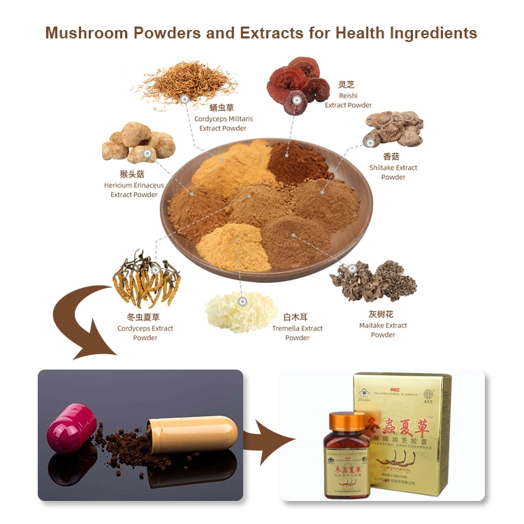 High Performance Organic Chaga Mushroom Powder Mushroom Extract Chaga Extract Chaga Mushroom