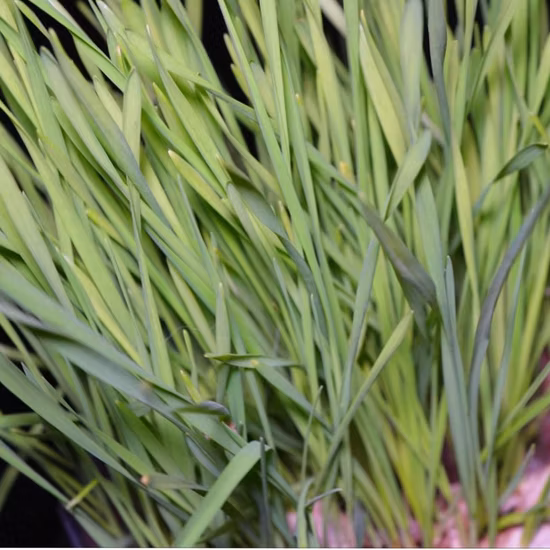 Растительный экстракт органического порошка травы гречихи